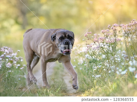 senior cane corso 128368555