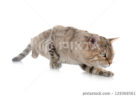 bengal cat in studio bengal cat in studio 128368561