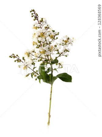 white Lagerstroemia in studio white Lagerstroemia in studio 128368569