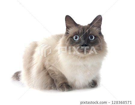 siberian cat in studio siberian cat in studio 128368571