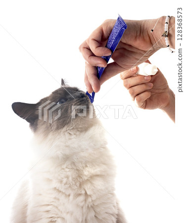 siberian cat in studio 128368573
