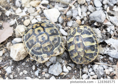 young hermann tortoise young hermann tortoise 128368575