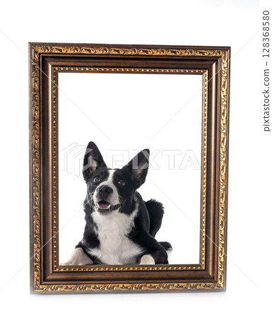 border collie in studio border collie in studio 128368580