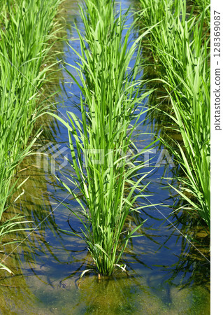 Photographing rice fields in Esashi, Hokkaido in summer Photographing rice fields in Esashi, Hokkaido in summer 128369087