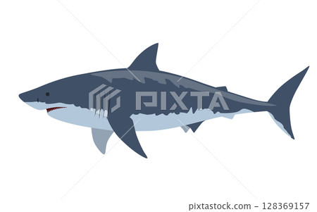 Great white shark vector illustration Great white shark vector illustration 128369157