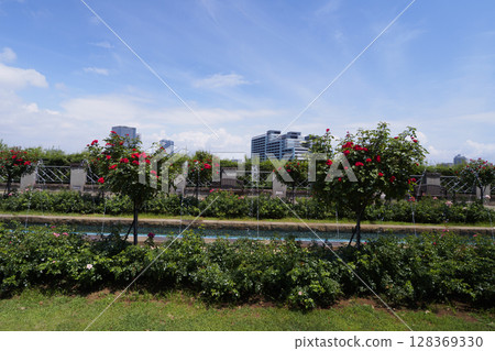 A house surrounded by roses 128369330
