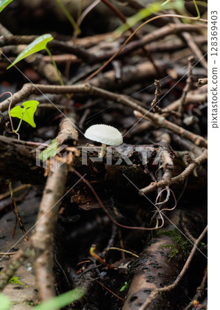 生長在陰涼處的白色蘑菇 128369403