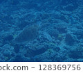 海龜優雅地游泳 128369756