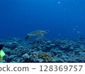 綠海龜在座間味島的海域游泳 128369757