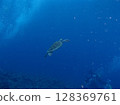 海龜優雅地游泳 128369761