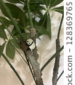 熊貓棲息在樹上 128369765