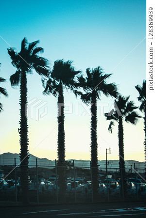 Palm trees and yacht harbor Palm trees and yacht harbor 128369939