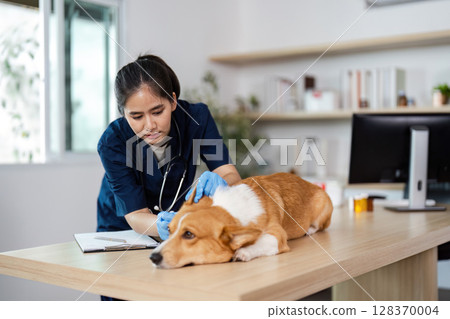 Veterinary Examination. Focused veterinarian assessing a dog on the examination table. Veterinary Examination. Focused veterinarian assessing a dog on the examination table. 128370004