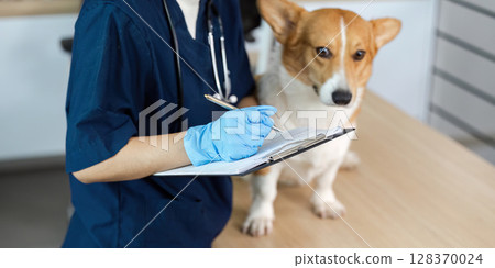 Veterinary Care. Vet taking notes on corgi dog's health at clinic. 128370024