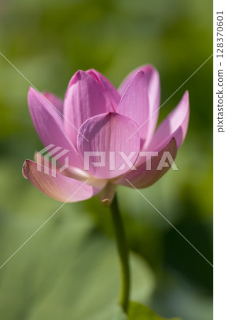 Chusonji lotus flowers blooming in Ofunato City, Iwate Prefecture Chusonji lotus flowers blooming in Ofunato City, Iwate Prefecture 128370601