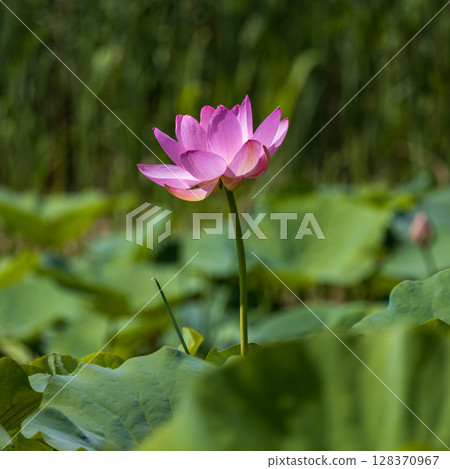 Chusonji lotus flowers blooming in Ofunato City, Iwate Prefecture Chusonji lotus flowers blooming in Ofunato City, Iwate Prefecture 128370967
