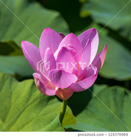 Chusonji lotus flowers blooming in Ofunato City, Iwate Prefecture Chusonji lotus flowers blooming in Ofunato City, Iwate Prefecture 128370969