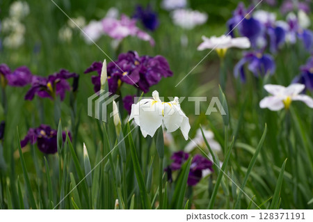 Yakushi-ike Park的Irides Yakushi-ike Park的Irides 128371191