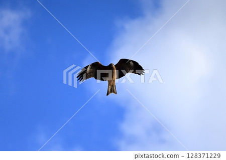 藍天和風箏圖像 128371229