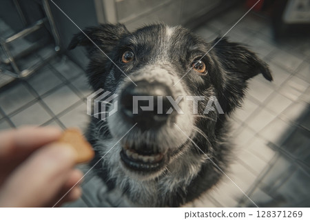 Photorealistic Close-Up of Dog Receiving Treat During Indoor Training 128371269
