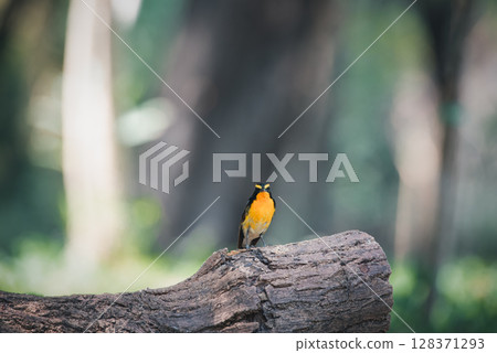 Bird (Narcissus Flycatcher) on tree in nature wild Bird (Narcissus Flycatcher) on tree in nature wild 128371293