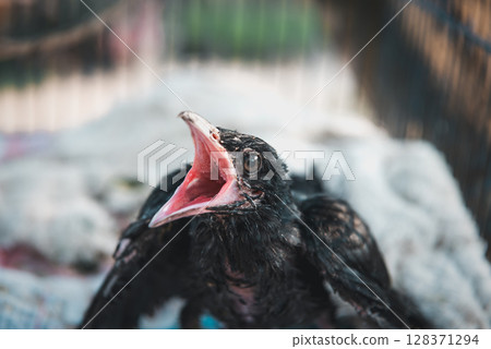 Bird (Asian koel) baby bird or chick nature wild 128371294