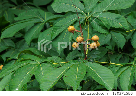Horse chestnut tree Horse chestnut tree 128371596