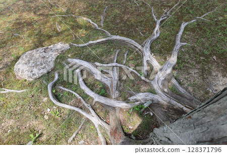 樹根圖案 128371796