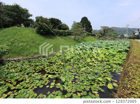 Lotus flowers in the moat of Aki Castle ruins in the Doi-Kurakuchi traditional buildings preservation district 128372005