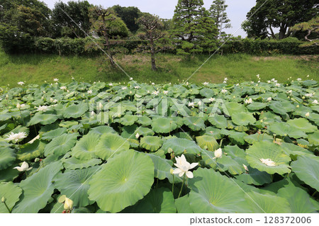Lotus flowers in the moat of Aki Castle ruins in the Doi-Kurakuchi traditional buildings preservation district 128372006