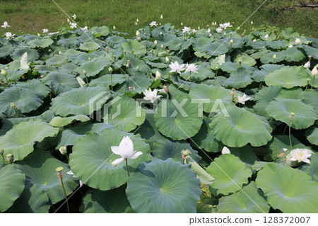 Lotus flowers in the moat of Aki Castle ruins in the Doi-Kurakuchi traditional buildings preservation district 128372007