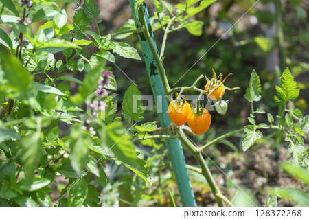 Cherry tomatoes, tomatoes, yellow, summer vegetables, home gardening, image 128372268