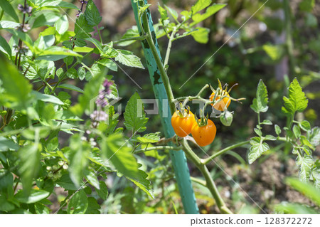 Cherry tomatoes, tomatoes, yellow, summer vegetables, home gardening, image Cherry tomatoes, tomatoes, yellow, summer vegetables, home gardening, image 128372272