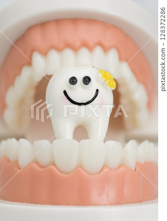 Cute smiling tooth model in dental jaw Cute smiling tooth model in dental jaw 128372286