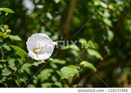 木槿花花白色錦葵科初夏七月影像 128372466