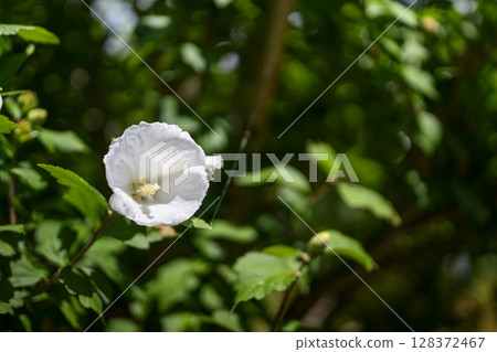Rose of Sharon flower white Malvaceae early summer July image 128372467