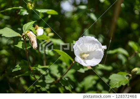 Rose of Sharon flower white Malvaceae early summer July image Rose of Sharon flower white Malvaceae early summer July image 128372468