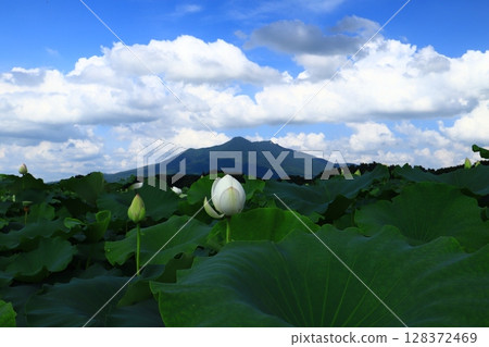 以筑波山為背景的蓮花盛開 以筑波山為背景的蓮花盛開 128372469