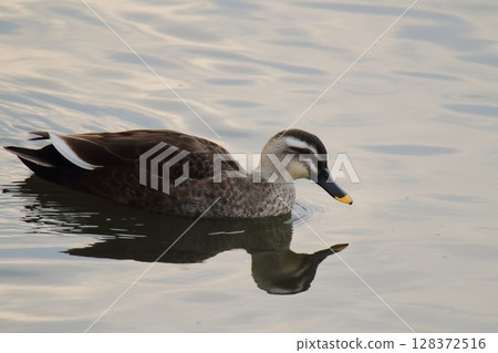 Arao City Port Wild Birds, Arao City Port Wild Birds, 128372516