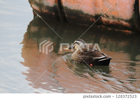 Arao City Port Wild Birds, 128372523