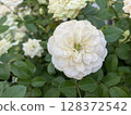 白玫瑰 128372542