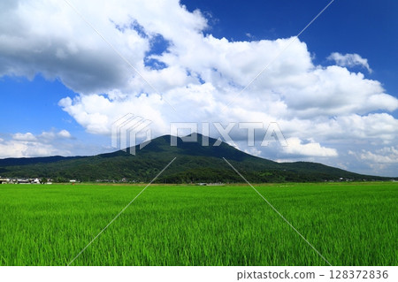 Mt. Tsukuba and rice 128372836