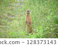 A weasel appeared in our garden 128373143