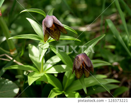 白山高山植物黑百合 128373221