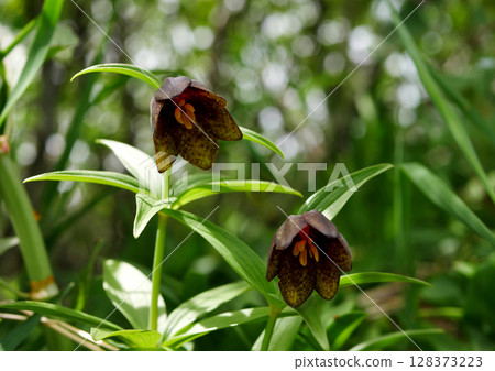 白山高山植物黑百合 白山高山植物黑百合 128373223