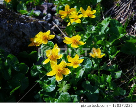 Hakusan alpine plant marsh marigold Hakusan alpine plant marsh marigold 128373225