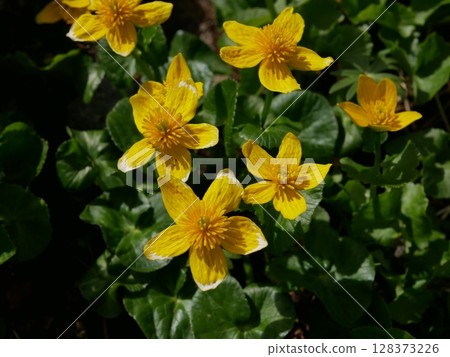Hakusan alpine plant marsh marigold Hakusan alpine plant marsh marigold 128373226