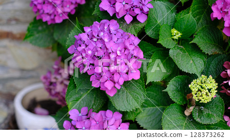 A vibrant cluster of purple hydrangea blossoms takes center stage, surrounded by lush green leaves and hints of other developing flower heads. 128373262