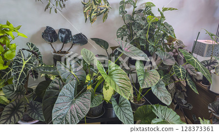 Decorative indoor plants Room interior decoration Various flowers under the wall 128373361