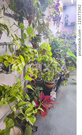 Decorative indoor plants Room interior decoration Various flowers under the wall 128373362